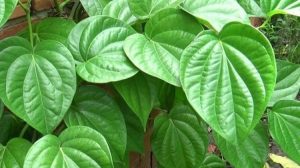 Viện Công Nghệ Y học Việt Nam Tuyển dụng