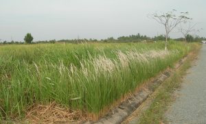 Viện Công Nghệ Y học Việt Nam Tuyển dụng